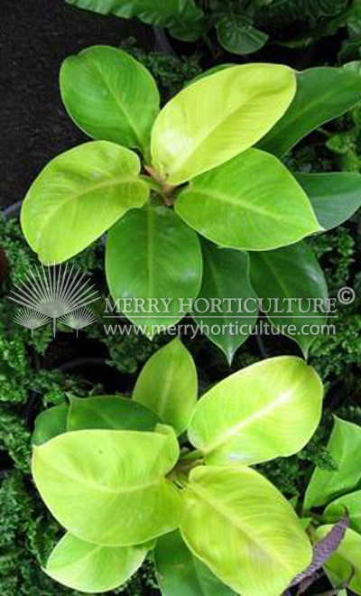 Philodendron imperial gold  (moon  light)4